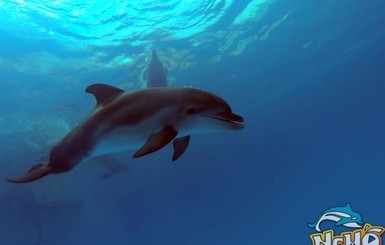 В Одессе дельфин укусил ребенка за руку
