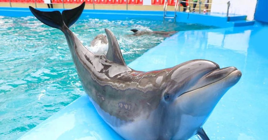 Мама ребенка, которого укусил дельфин, отказалась от претензий к 