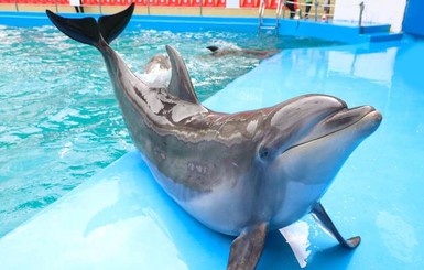 Мама ребенка, которого укусил дельфин, отказалась от претензий к 