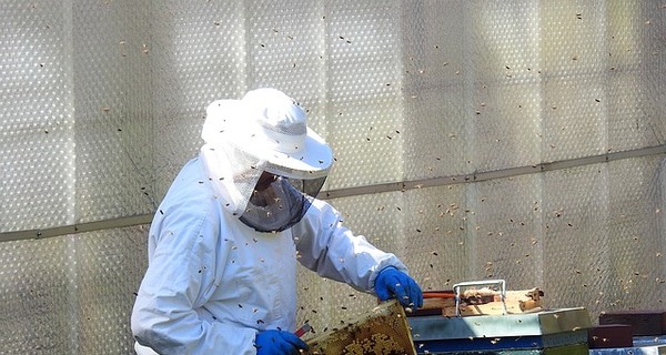 На Ровенщине пчелы закусали насмерть пасечника