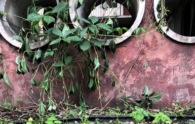 Во Львове вандалы выкосили дождевой сад
