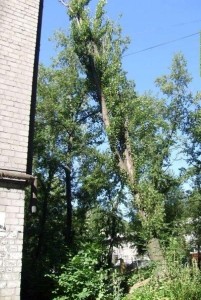 В центре Донецка тополь разрушает многоэтажку [ФОТО] 