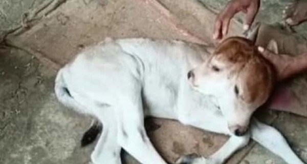 В Индии корова родила теленка-мутанта. Местные верят, что он – божественное чудо