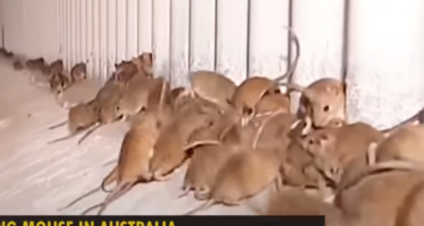 В Австралии мыши 