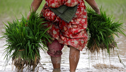 Фермер готовится посадить рис на поле, за день до Национального дня рисовых полей Асар Пандра, который знаменует начало посева р