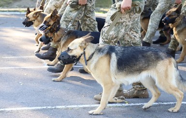 На параде ко Дню независимости Украины впервые пройдут служебные собаки 