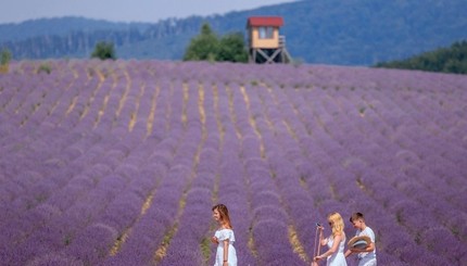 В городе Перечин на Закарпатье цветет живописное лавандовое поле.