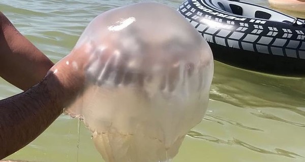 В Кирилловке и Бердянске начали устанавливать защиту от медуз