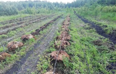 Климатический эксперимент: на севере Украины ученые посадили хурму и фундук