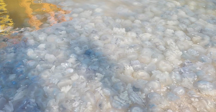 В Госрыбагентстве пояснили, почему в Азовском море - нашествие медуз
