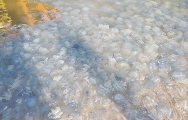 В Госрыбагентстве пояснили, почему в Азовском море - нашествие медуз