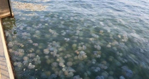 Почему медузы и блохи заполонили наше Черное море