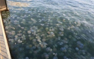 Почему медузы и блохи заполонили наше Черное море