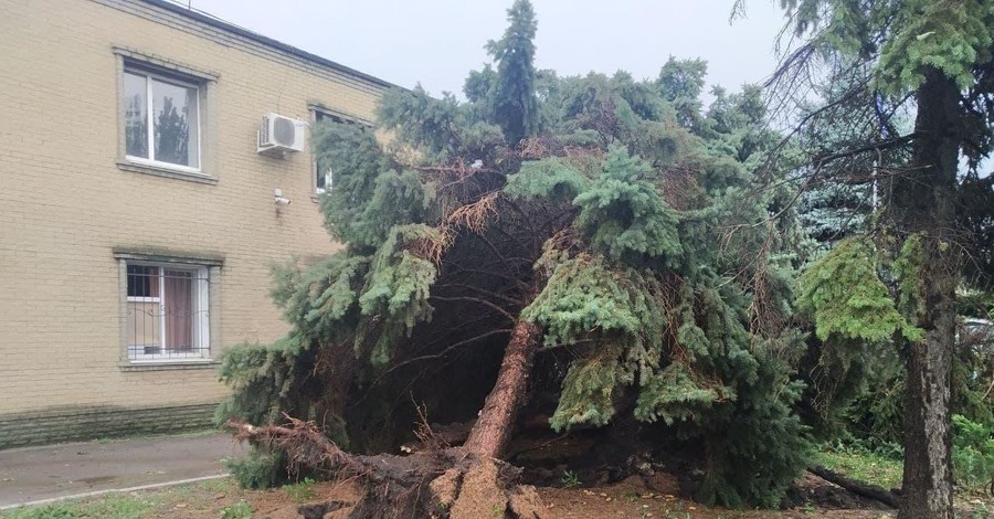 В Украине рухнувшие деревья раздавили двух людей, еще семеро - травмированы