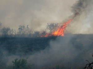 Сгорел уникальный заповедник «Хомутовская степь» 