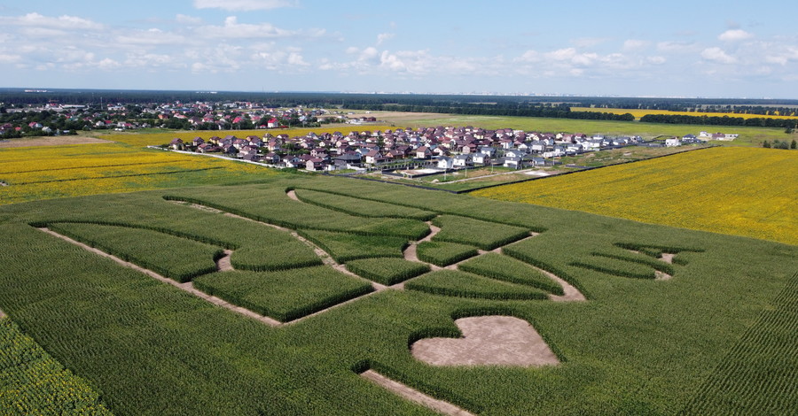 В преддверии 30-летия независимости страны, на поле возле международного аэропорта Борисполь,  украинские фермеры посадили кукур