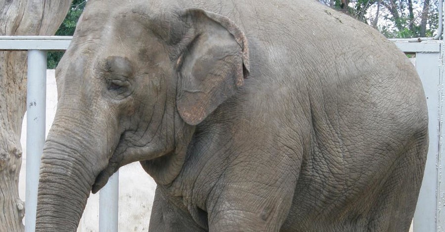В Харьковском зоопарке умерла слониха Тенди - первая, рожденная в Украине