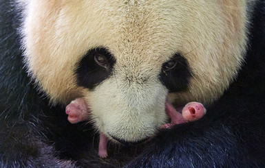 Гигантская панда в зоопарке Франции родила близнецов 