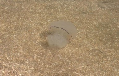 Кисель из медуз и злющие комары: август не принес облегчения отдыхающим в Кирилловке
