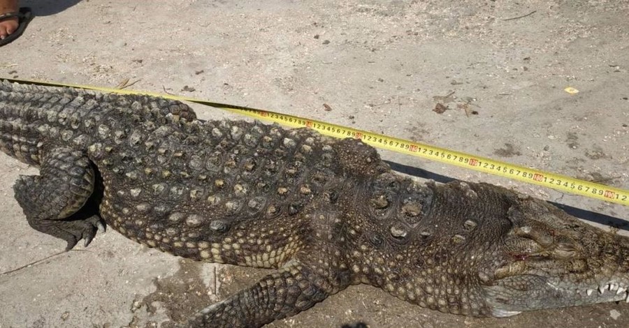 Найденный на Арабатской стрелке крокодил оказался мертвым