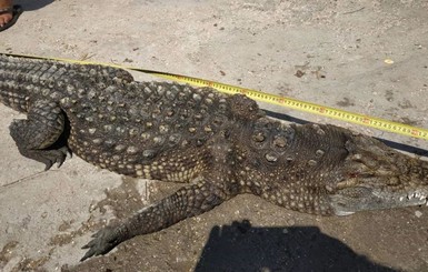 Найденный на Арабатской стрелке крокодил оказался мертвым