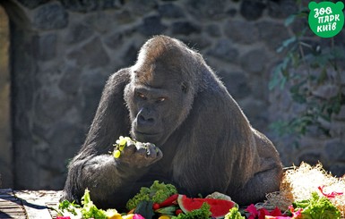 Долгожителю киевского зоопарка горилле Тони устроили праздничный завтрак по случаю 47-летия