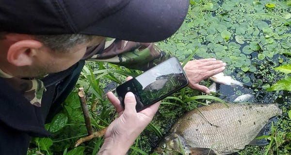 В реку Тетерев на Житомирщине попали стоки канализации, начала массово умирать рыба