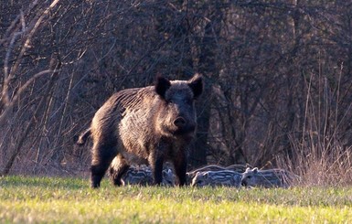В Черкасской области кабаны терроризируют село: уничтожают огороды и едят из собачьих мисок 