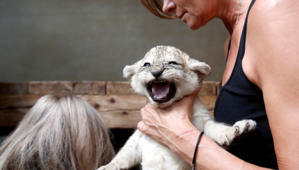 Работник зоопарка держит новорожденного львенка в зоопарке Двур Кралове в Двур Кралове-над-Лабем, Чешская Республика.