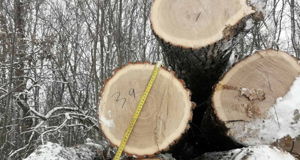 На Харьковщине депутат создал банду 