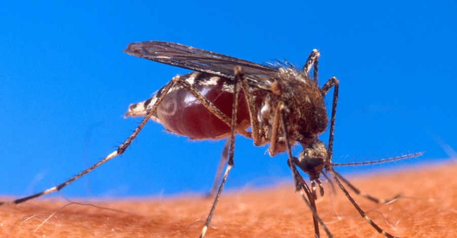 Из-за глобального потепления Украину атакуют полчища глистоносных комаров 
