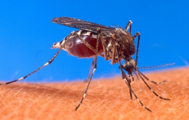 Из-за глобального потепления Украину атакуют полчища глистоносных комаров 