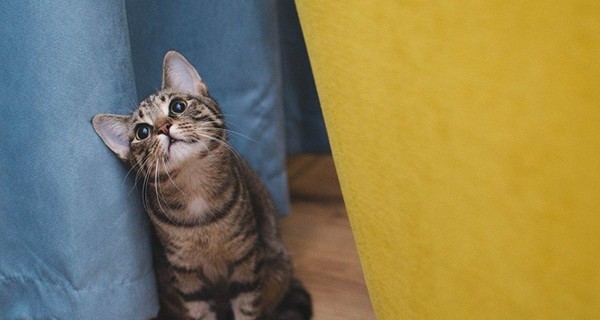 В Бердянске официально запретили обижать бездомных котов