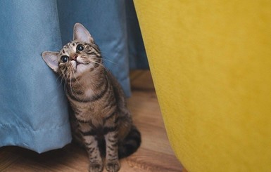 В Бердянске официально запретили обижать бездомных котов