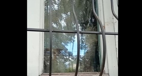 Что происходит с собаками и сестрой умершего в Черкассах мальчика