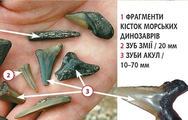 В Киевской области нашли кости динозавра