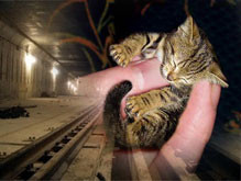 Котенок просидел шесть часов на рельсах в метро 