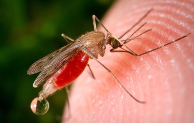 Украинские комары научились заражать лихорадкой Западного Нила