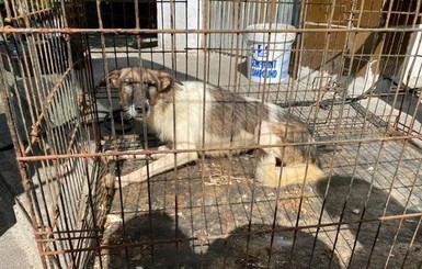 41 собака и 28 кошек: что ждет спасенных из нелегального приюта в Василькове?