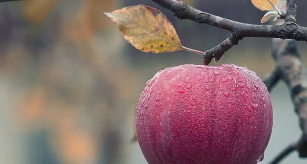 Сохраняем яблоки на зиму: мочим, сушим, морозим