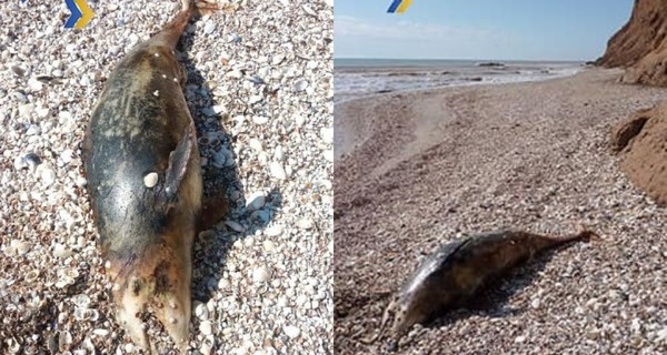 На узбережжя Азовського моря викинуло загиблих дельфінів