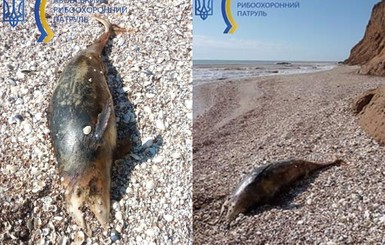 На побережье Азовского моря выбросило погибших дельфинов