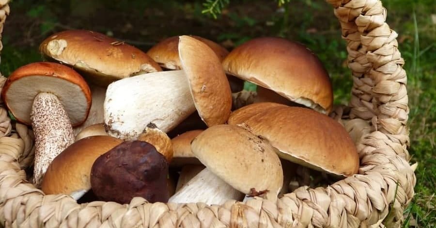 Экскурсии за грибами: сколько нужно заплатить, чтобы собрать корзину белых
