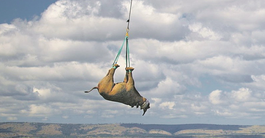 Подвешивать носорогов – это правильно! Ученые требуют отозвать Шнобелевкую премию за это исследование