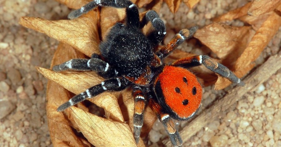 В Киеве обнаружили опасного паука