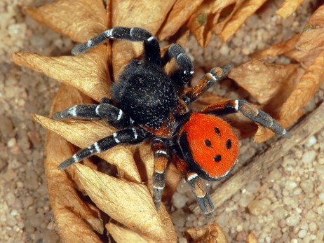 У Києві виявили небезпечного павука