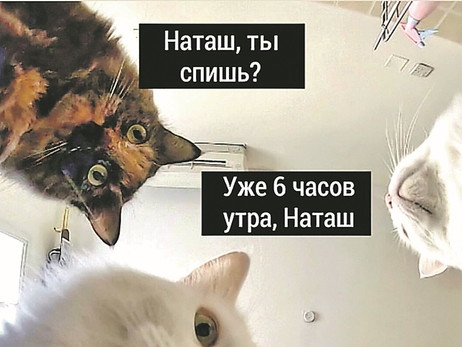 «Наташ, мы все уронили» и «Красивое»: откуда появились мемы про котиков