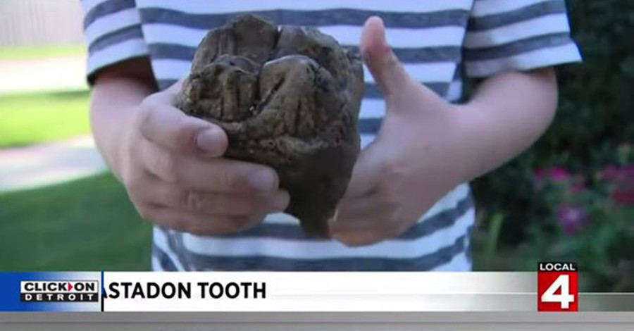 В США маленький мальчик во время прогулки в парке нашел гигантский зуб мастодонта