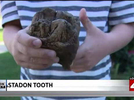 В США маленький мальчик во время прогулки в парке нашел гигантский зуб мастодонта