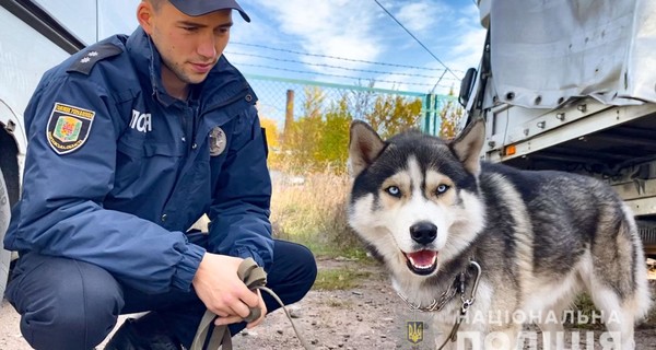 Хаскі-чемпіона в Полтаві врятували поліцейські: чекав господаря на місці аварії